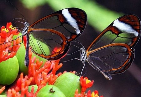 transparent Butterflies - beautiful, transparent, butterflies, picture