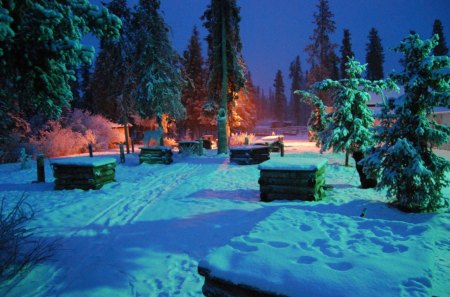 winter night - winter, night, blue, snow