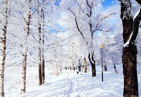 snow trees - trees, white, winter, cold, snow