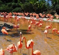 Flamingos