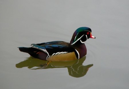 Beautiful Duck - beautiful, cute, duck, picture