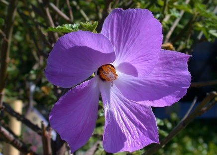 Purple Hibiscus - hibiscus, picture, purple, beautiful