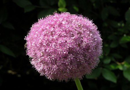 Flowering-Onion - picture, beautiful, flowering, onion