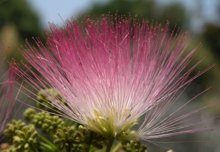 Silk-Tree - silk, picture, tree, beautiful