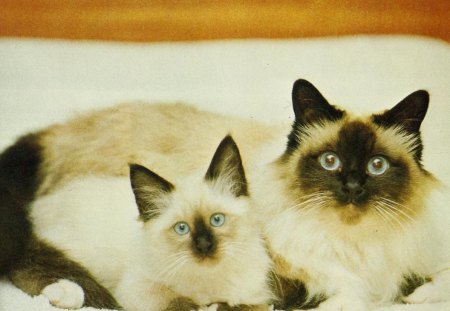 Birmanese cat and her kitten