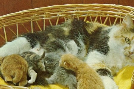 A calico mother and her kittens - basket, calico, cat, kittens