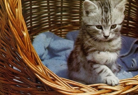 A kitten in a basket - basket, blanket, blue, kitten