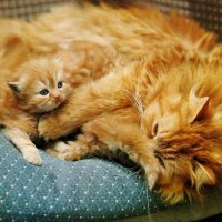 A red persian mother and her baby