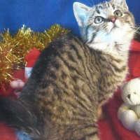 Christmas kitten