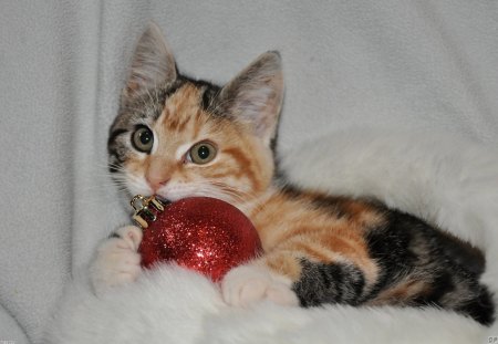 Kitten with ornament - christmas, ornament, kitten, feline