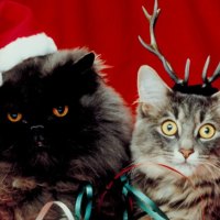 Christmas cats