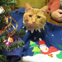 Cat with tree skirt