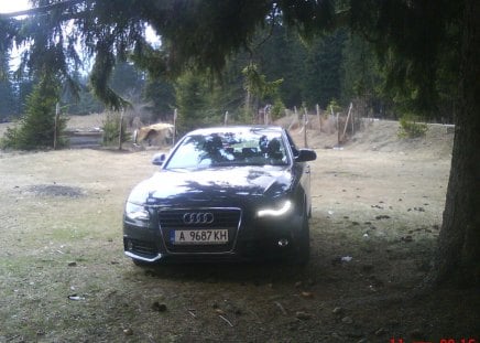 Audi A4 under a tree - under, a4, audi, smolyan, tree