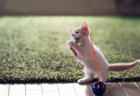 Playing - adorable, animals, kitty, ball, playing, cats, beautiful, white kitty, cute