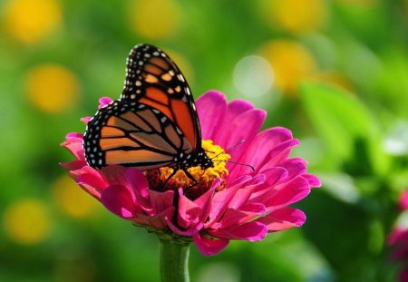 Butterfly on Flower - butterfly, flower, picture, beautiful