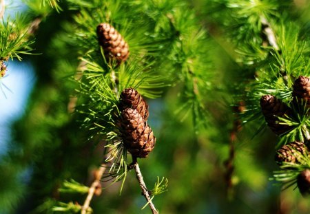 Winter Pine - autumn, trees, pine, path, nature, fall, reflection, woods, forest, reflect