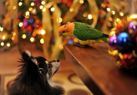 Best Friends - pretty, magic, christmas balls, dog, holiday, decorations, friends, xmas, merry christmas, ball, dog eyes, beauty, friendship, new year, cute, happy holidays, animals, bird, dog face, holidays, dogs, magic christmas, bokeh, decoration, happy new year, balls, beautiful, photography, christmas decoration, lovely, sweet, christmas, adorable