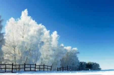 Freeze frame winter - season, ice, beauty, fence, trees, winter, cold, snow, skies, silence, solitude