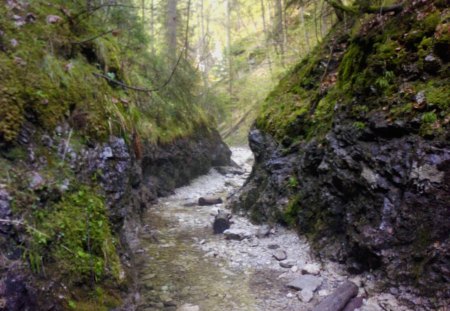 forest - forest, nature, river, grass