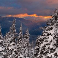 Snowy Forest Trees