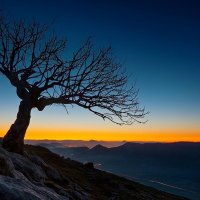 lone tree on aralar mountain range in spain