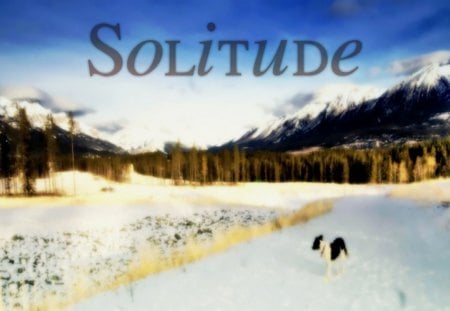 Winter Solitude - scenic, landscape, trees, walking, winter, mountains, pet, nature, quiet, dog, walk, snow, solitude