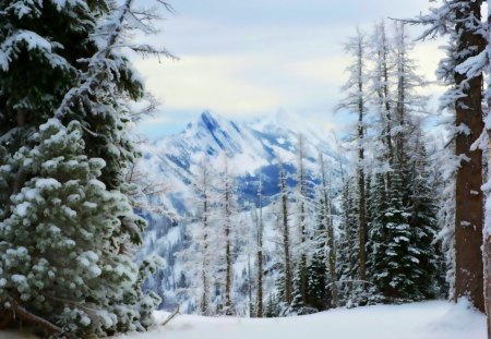 White As SNOW - quiet, pine trees, mountainsm winter, snow, forest, pines, snowing, peaceful, sky