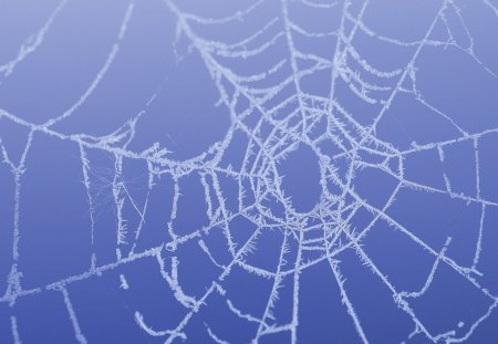 Frozen web - spider web, winter, wallpaper, web, hd, nature, cold, frost, frozen