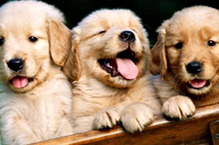 Puppies - soft, cute, tender, lovely, sweet, joy