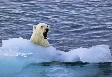 A sleepy polar bear - ice, wildlife, bears, animals, predators, wallpaper, polar bears, hd, nature, cold, wild, frozen, cute