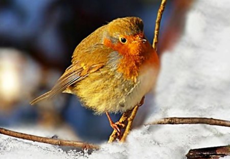 Bird - adorable, pretty, soft, winter, small, cute