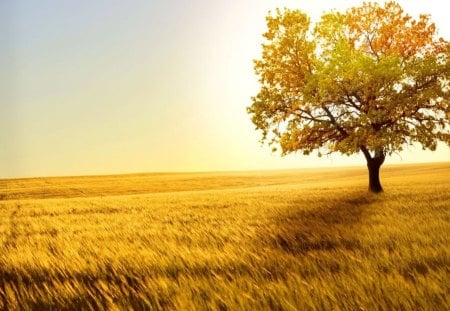 field - tree, field, grass, sun