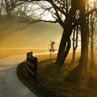 road in the forest