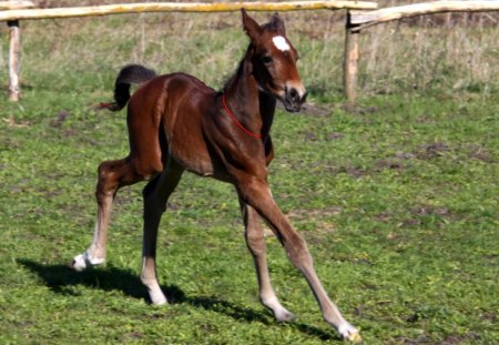 Adorable Foal - brown, paddock, horse, foal