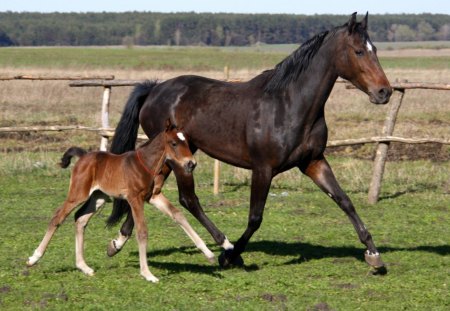 Mother With Baby - horses, foal, mare, mother, baby