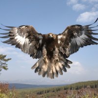 golden eagle