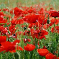 poppy field