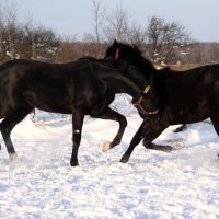 Winter Horse Play