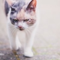 cat walk