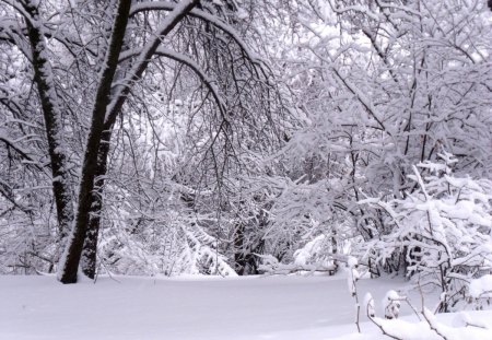 White Landscape - scenery, e landscape, whit, snow