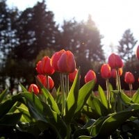 Red Tulips