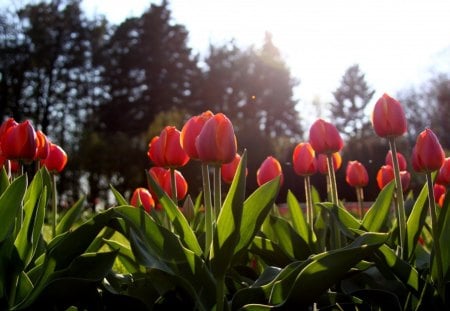 Red Tulips - flowers, red, spring, tulips