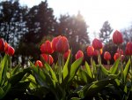 Red Tulips