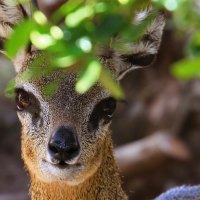 cute deer in the leaves