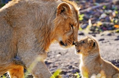 Lions - lions, small lion, family, look