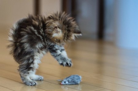 Cat - hat, pretty, cat face, beautiful, beauty, lovely, paws, sweet, cat, kitten, cute, cats, face, animals, kitty