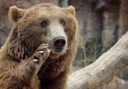 Bear - claws, paw, tree, bear