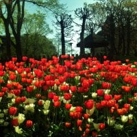 field of tulips