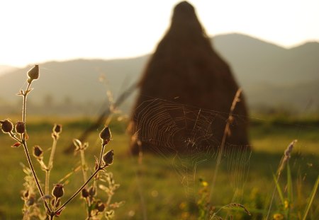 cobweb in the field - spider, field, grass, cobweb