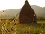 cobweb in the field